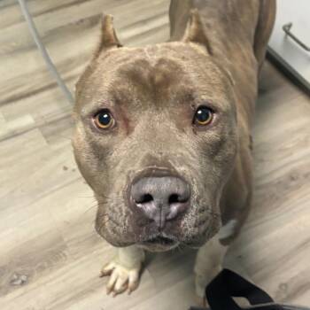 Terrier Dogs Available for Adoption - Avogadro | PetCurious