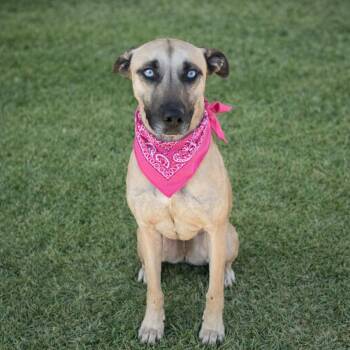 Black Mouth Cur and Catahoula Leopard Dog Dogs Available for Adoption - Petra | PetCurious