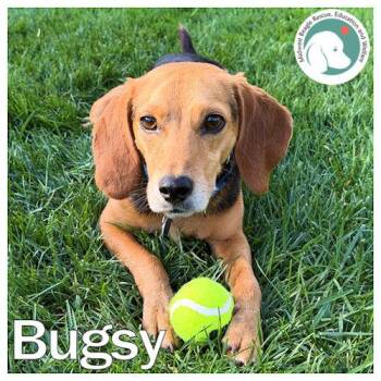 Beagle Dogs Available for Adoption in Wadsworth, Illinois - Bugsy | PetCurious