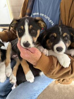 Border Collie and Mcnab Dogs Available for Adoption in Salt Lake City, Utah - Ziti Pasta | PetCurious