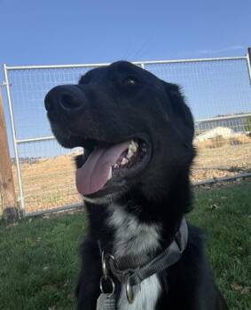 Ivan -  Mixed Breed Dog for Adoption in Roseburg, Oregon - Ivan | PetCurious