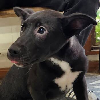 Rescue Mixed Breed Dogs for Adoption in Burbank, California - Smoochy Poo | PetCurious