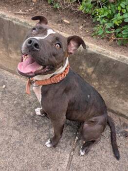 REMI -  Pit Bull Terrier Dog for Adoption in San Antonio, Texas - REMI | PetCurious