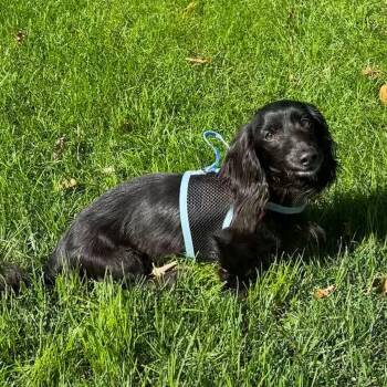 Odin - OHIO ONLY -  Dachshund Dog for Adoption in Lebanon, Ohio - Odin - OHIO ONLY | PetCurious