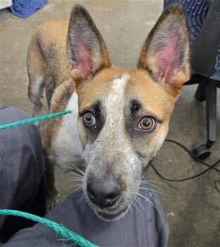 Rescue Mixed Breed Dogs for Adoption in Dallas, Texas - SHADOW | PetCurious