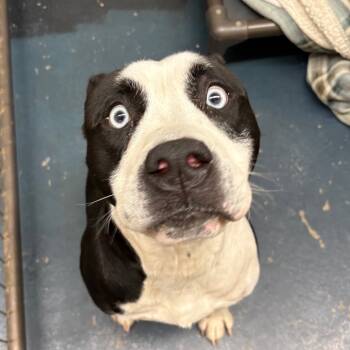 Rescue English Bulldog and Husky Dogs for Adoption in Grand Junction, Colorado - "Lady" Crazy Eyes | PetCurious