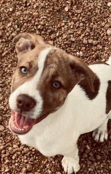 Australian Shepherd and Australian Kelpie Dogs Available for Adoption in Sadler, Texas - Christy  | PetCurious