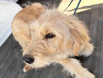 Poodle and Golden Retriever Dogs Available for Adoption in Thompson Falls, Montana - Resputin | PetCurious