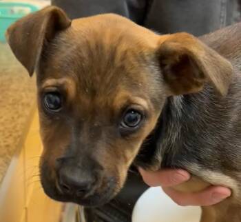 Mountain Cur Dogs Available for Adoption - DREW | PetCurious