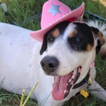 Nala -  Jack Russell Terrier Dog for Adoption in Krum, Texas - Nala | PetCurious