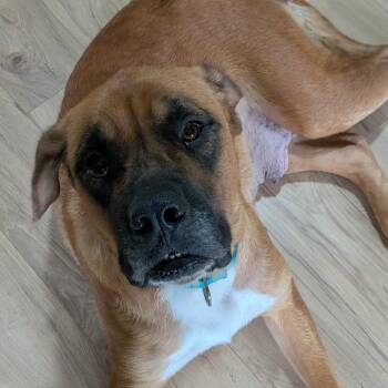 Tiff -  Mastiff and Mixed Breed Dog for Adoption in Boone, Iowa - Tiff | PetCurious