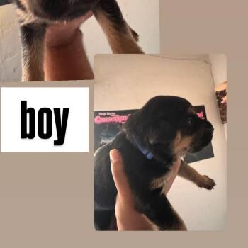 Blue collar boy -  Rottweiler and German Shepherd Dog Dog for Adoption in Phoenix, Arizona - Blue Collar Boy | PetCurious