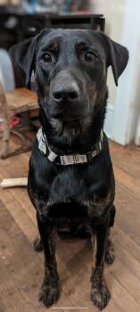 Rescue Hound and Black Labrador Retriever Dogs for Adoption in Greenville, South Carolina - Trip | PetCurious