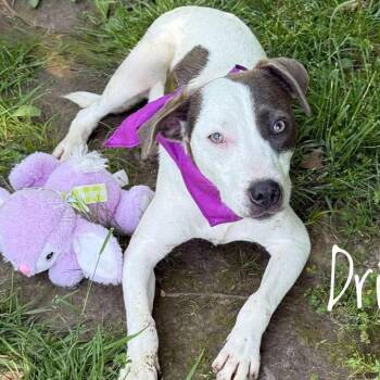 Swift D11860 -  Hound Dog for Adoption - Swift D11860 | PetCurious