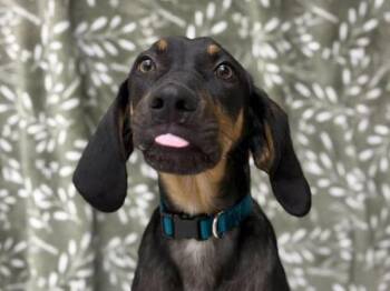 Coonhound Dogs Available for Adoption in Portland, Oregon - Brekkie | PetCurious
