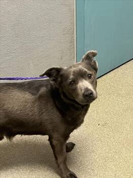 Chihuahua and Mixed Breed Dogs Available for Adoption - STELLINO | PetCurious