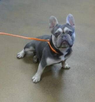 French Bulldog Dogs Available for Adoption in Sacramento, California - DRO | PetCurious