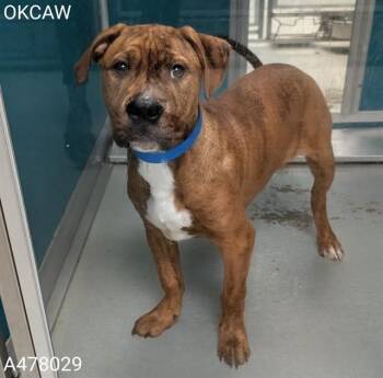 A478029 -  Staffordshire Bull Terrier Dog for Adoption in Oklahoma City, Oklahoma - A478029 | PetCurious