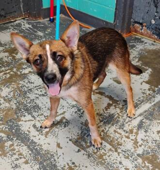 Rogue #118 -  Australian Cattle Dog Blue Heeler Dog for Adoption in New Lexington, Ohio - Rogue #118 | PetCurious