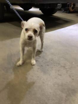 VIKTOR -  Mixed Breed Dog for Adoption in Dallas, Texas - VIKTOR | PetCurious