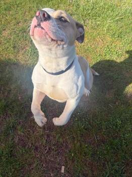 Mixed Breed Dogs Available for Adoption in Gallatin, Tennessee - Hero | PetCurious