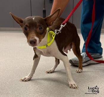 Josie -  Chihuahua Dog for Adoption in Washington, District Of Columbia - Josie | PetCurious