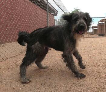 Samsung -  Terrier Dog for Adoption in San Tan Valley, Arizona - Samsung | PetCurious