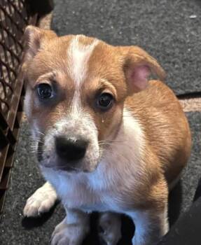 Barbie Doll -  Hound and Labrador Retriever Dog for Adoption in Malvern, Pennsylvania - Barbie Doll | PetCurious