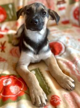 Terrier Dogs Available for Adoption - Devlin | PetCurious