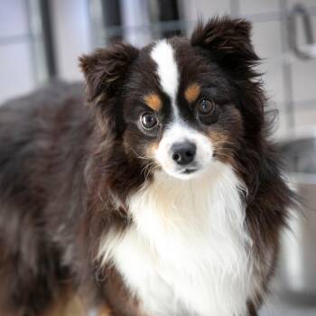 Hooligan (MY26-67) -  Australian Shepherd Dog for Adoption in Peyton, Colorado - Hooligan (MY26-67) | PetCurious