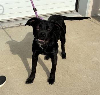 Labrador Retriever Dogs Available for Adoption - GUMMY FRUIT SNACKS | PetCurious