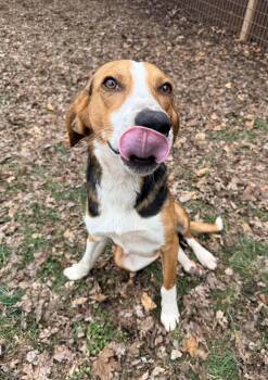 Hound Dogs Available for Adoption - Daniel | PetCurious