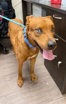 Thor -  Rhodesian Ridgeback and Mixed Breed Dog for Adoption in Gillette, Wyoming - Thor | PetCurious