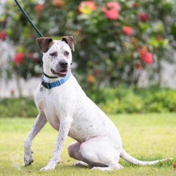 Terrier and Mixed Breed Dogs Available for Adoption in Honolulu, Hawaii - Fella | PetCurious