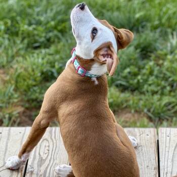 Zoe -  Mixed Breed Dog for Adoption in La Grange, Kentucky - Zoe | PetCurious