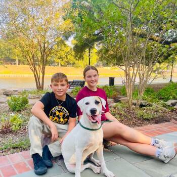 NOLA -  Labrador Retriever Dog for Adoption in Bethpage, New York - NOLA | PetCurious