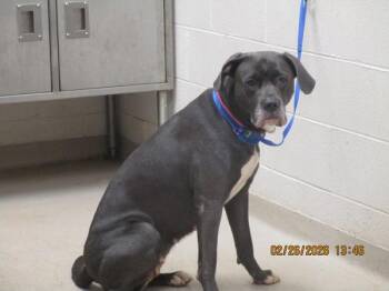 Pit Bull Terrier Dogs Available for Adoption - Mary Kate(834) | PetCurious