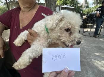 A390713 -  Bichon Frise Dog for Adoption in Ocala, Florida - A390713 | PetCurious