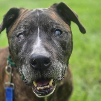 Rescue Boxer Dogs for Adoption in Greensboro, North Carolina - Jax | PetCurious