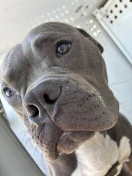 LITTLEFOOT -  American Bulldog Dog for Adoption in Stockton, California - LITTLEFOOT | PetCurious