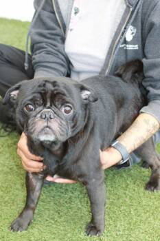Pug Dogs Available for Adoption in Gardena, California - Disco | PetCurious