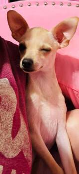 Chihuahua Dogs Available for Adoption in Shawnee, Oklahoma - Paloma | PetCurious