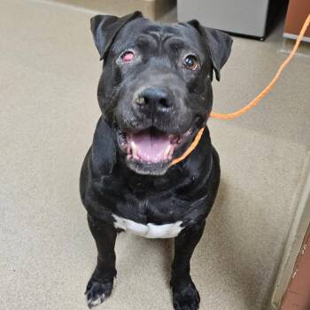 Damiano -  Mixed Breed and Pit Bull Terrier Dog for Adoption in Salt Lake City, Utah - Damiano | PetCurious