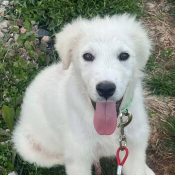 Great Pyrenees and Shepherd Dogs Available for Adoption in Dysart, Iowa - Sunny  | PetCurious