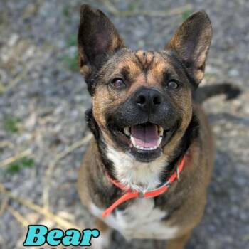 Bear -  Australian Cattle Dog Blue Heeler Dog for Adoption in Oak Ridge, Tennessee - Bear | PetCurious