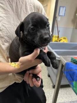 Calypso -  Labrador Retriever and Mixed Breed Dog for Adoption in Kansas City, Missouri - Calypso | PetCurious