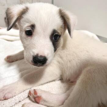 Danny -  Husky and Mixed Breed Dog for Adoption in Lewisville, Texas - Danny | PetCurious