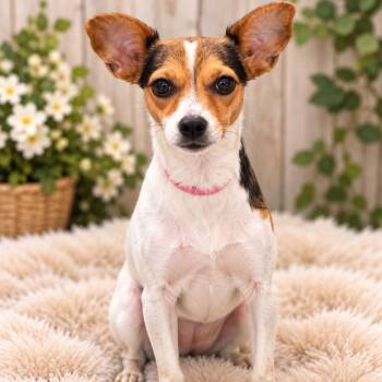 Butters -  Rat Terrier Dog for Adoption in Mazon, Illinois - Butters | PetCurious