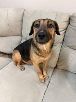 Mixed Breed Dogs Available for Adoption - Dakota | PetCurious