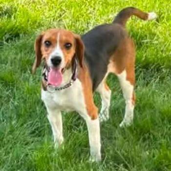 Candace Flynn -  Beagle Dog for Adoption in Racine, Wisconsin - Candace Flynn | PetCurious